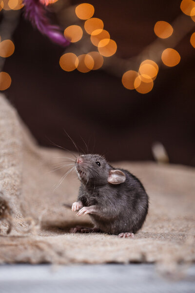 Коричневая крыса
