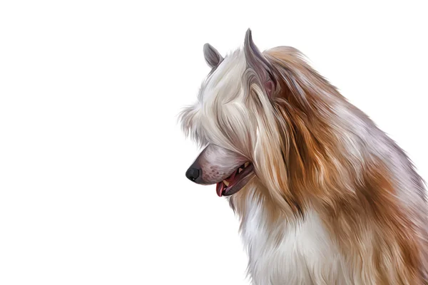 Drawing Chinese crested dog — Stock Photo, Image