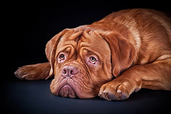Dibujo raza perro Dogue de Bordeaux sobre un fondo negro —  Fotos de Stock
