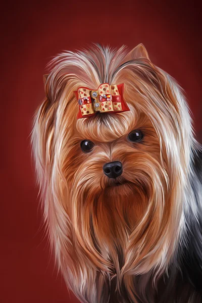 図面犬ヨークシャー テリア犬 — ストック写真