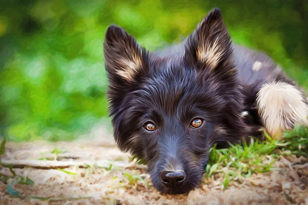 茶色の雑種犬を描画 — ストック写真