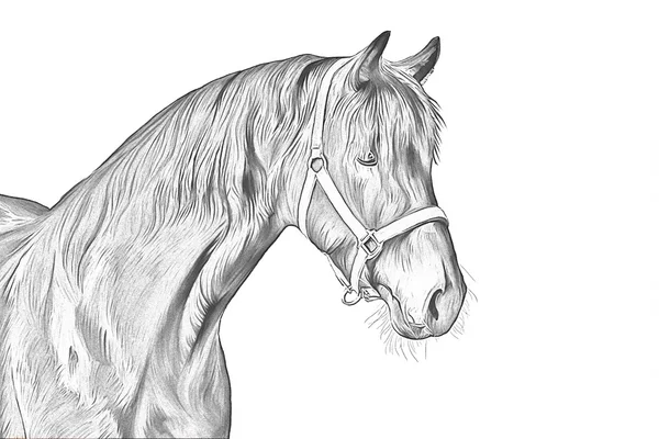 Dessin d'un cheval, portrait, sur fond blanc, Dessin à la main — Photo