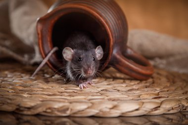 brown  domestic rat clipart