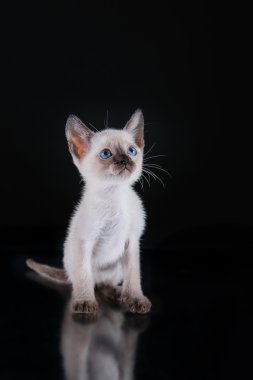 Burma kitten. Portrait on a black background clipart