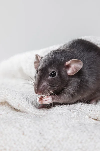 Brown  domestic rat — Stock Photo, Image