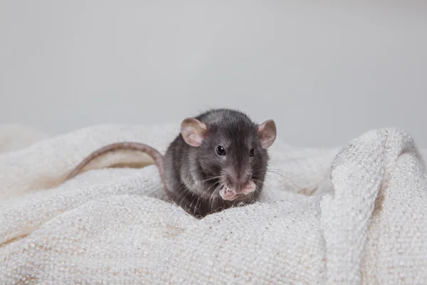 Ratto domestico marrone — Foto Stock