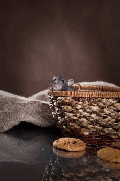 Rato doméstico castanho — Fotografia de Stock