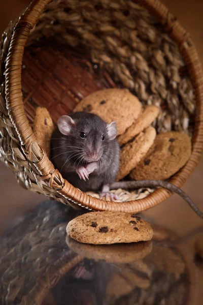 Коричневая крыса — стоковое фото