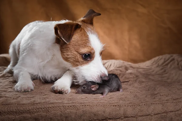 Brown domestic rat and dogs Jack Russell Terrier — Stock Photo, Image