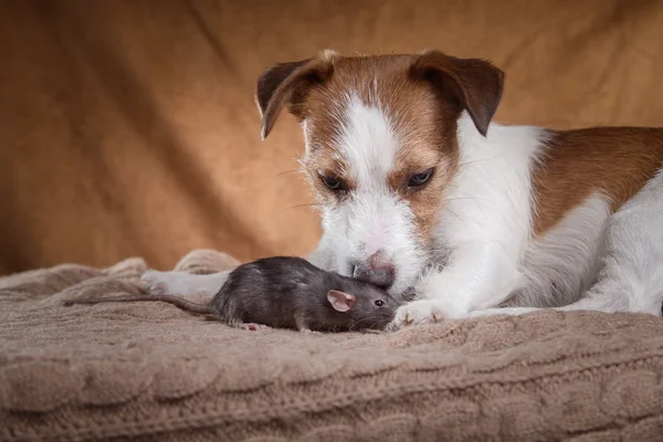 Rato doméstico marrom e cães Jack Russell Terrier — Fotografia de Stock
