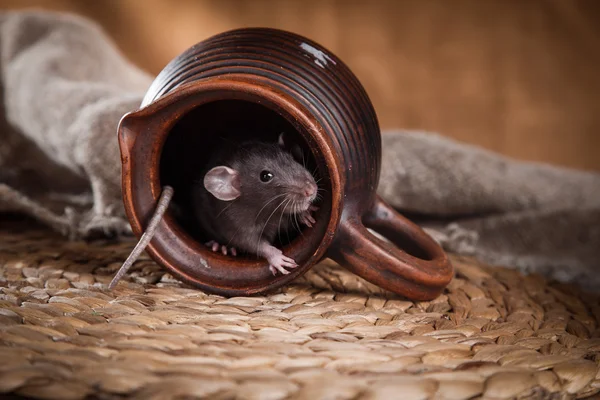 Bruin binnenlandse rat — Stockfoto