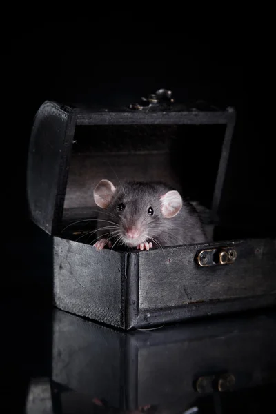 Bruin binnenlandse rat op een zwarte achtergrond — Stockfoto