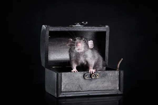Tikus domestik coklat dengan latar belakang hitam — Stok Foto