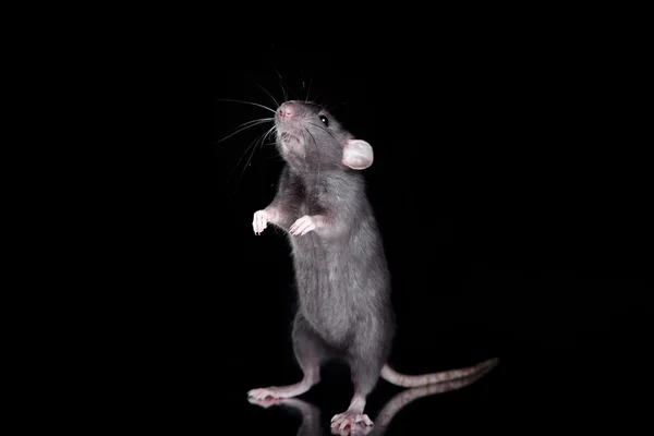 Brown  domestic rat on a black background — Stock Photo, Image