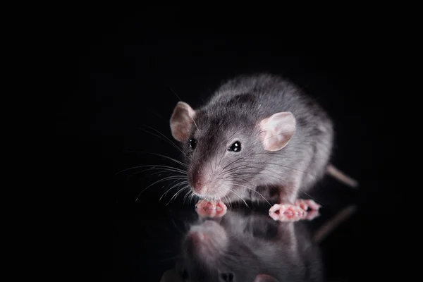 Brown  domestic rat on a black background — Stock Photo, Image