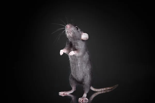 Brown  domestic rat on a black background — Stock Photo, Image