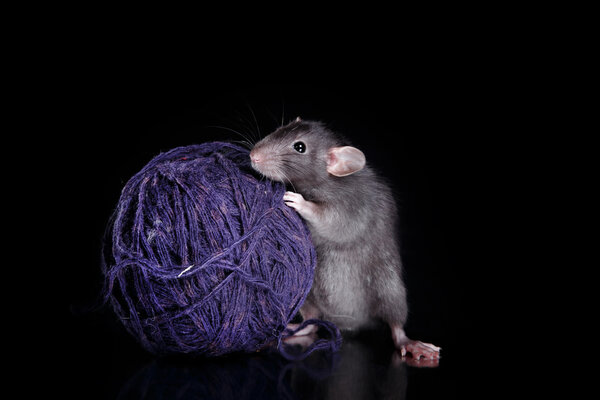 Коричневая домашняя крыса на черном фоне
