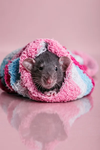 Bruin binnenlandse rat — Stockfoto