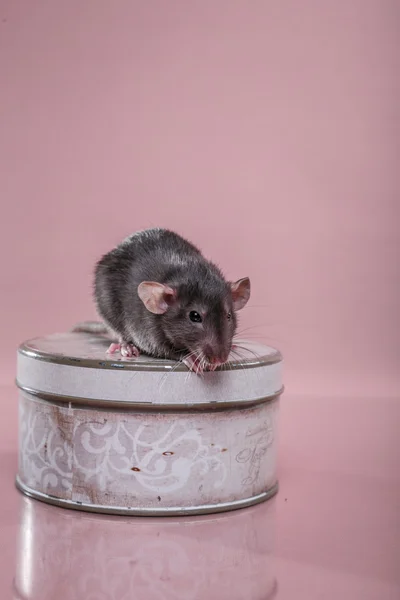 Brown  domestic rat — Stock Photo, Image