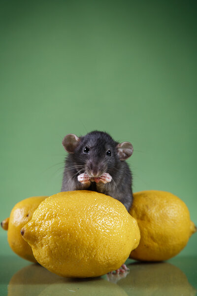 Коричневая крыса
