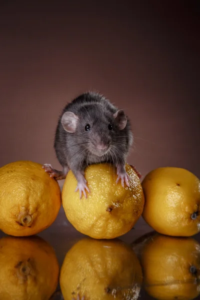 Kahverengi ev faresi — Stok fotoğraf