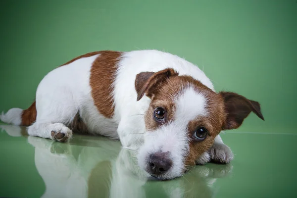 Perro jack russell terrier —  Fotos de Stock