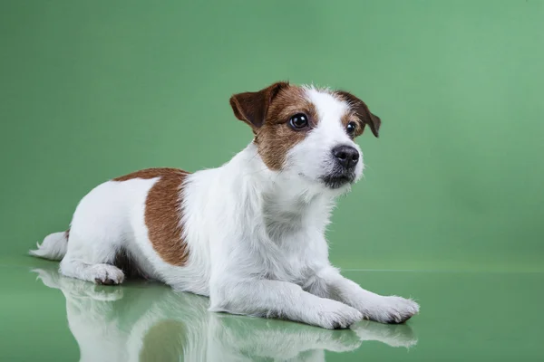 Hund Jack Russell Terrier — Stockfoto