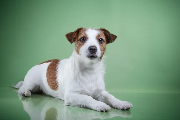 Hond jack russell terriër — Stockfoto