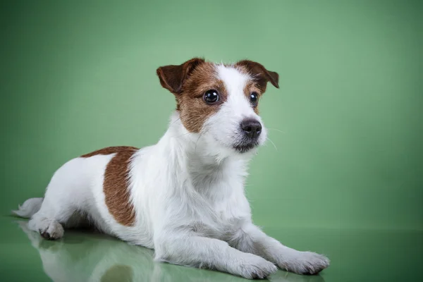 Hond jack russell terriër — Stockfoto