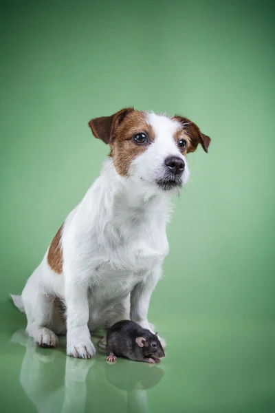 Pies Jack Russell terrier — Zdjęcie stockowe