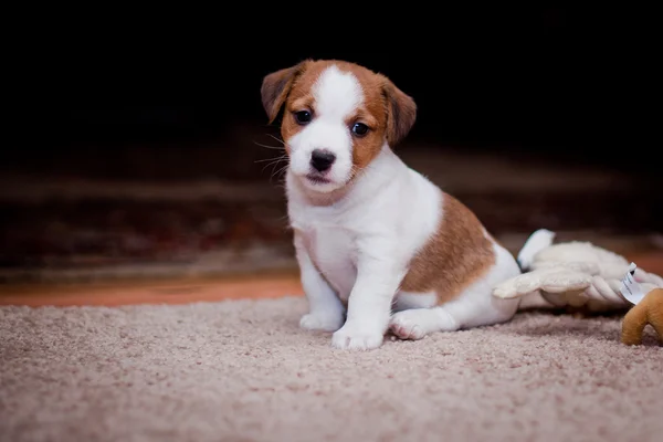 Cachorro jack russell terrier —  Fotos de Stock