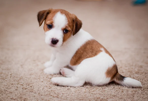 Cachorro jack russell terrier —  Fotos de Stock