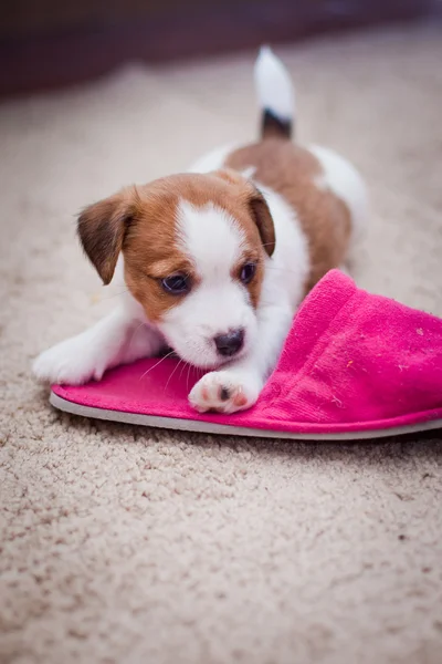 Puppy Jack Russell Terrier — Stock Photo, Image