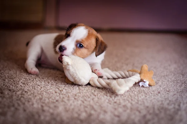 Cachorro jack russell terrier — Fotografia de Stock