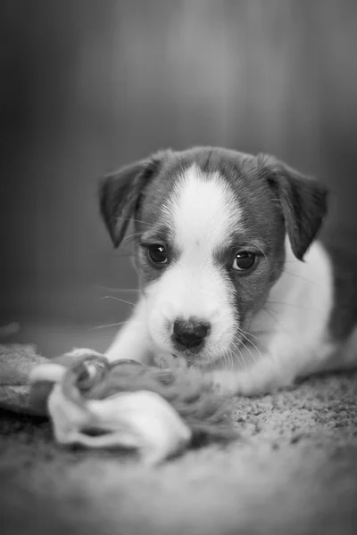 Cucciolo jack russell terrier — Foto Stock
