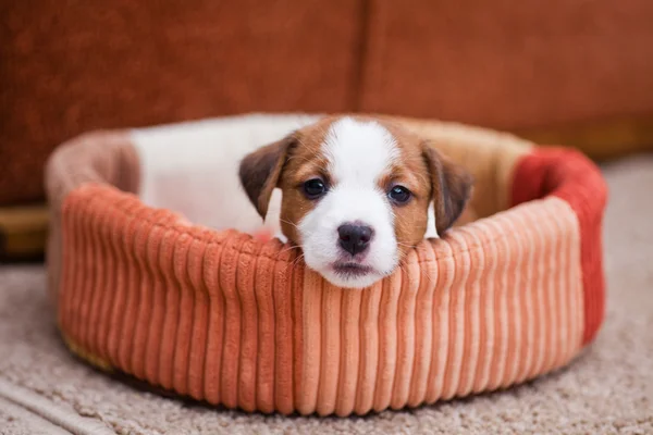 Štěně jack russell teriér — Stock fotografie