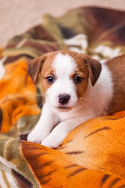 Cachorro jack russell terrier — Fotografia de Stock