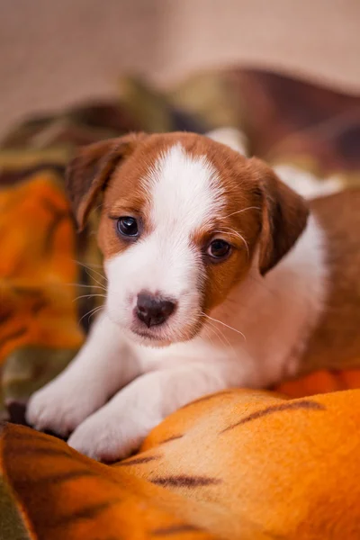 Anjing jack Russell terrier — Stok Foto