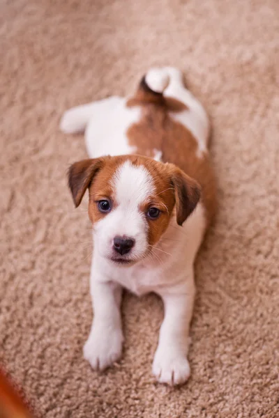 Jack Russell-Terrier kiskutya — Stock Fotó