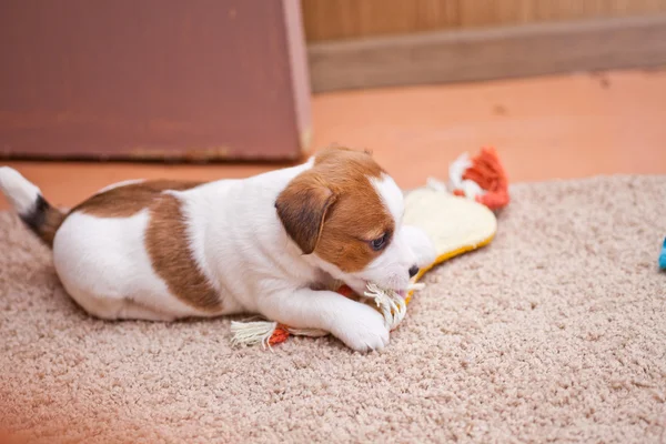 Yavru jack russell terrier — Stockfoto