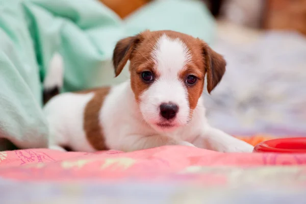 Szczeniak jack russell terrier — Zdjęcie stockowe