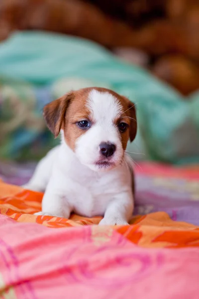 Anjing jack Russell terrier — Stok Foto