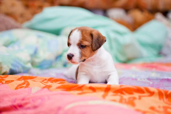 Cachorro jack russell terrier — Fotografia de Stock