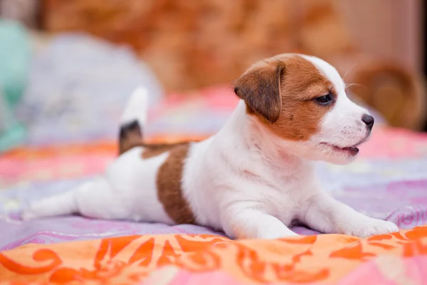 Cachorro jack russell terrier —  Fotos de Stock