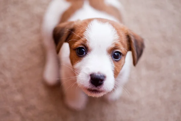 Cucciolo jack russell terrier — Foto Stock
