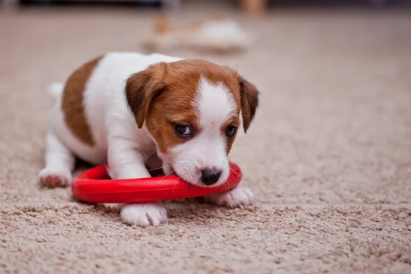 Yavru jack russell terrier — Stockfoto