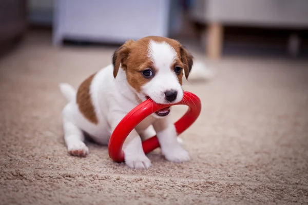 Yavru jack russell terrier — Stockfoto