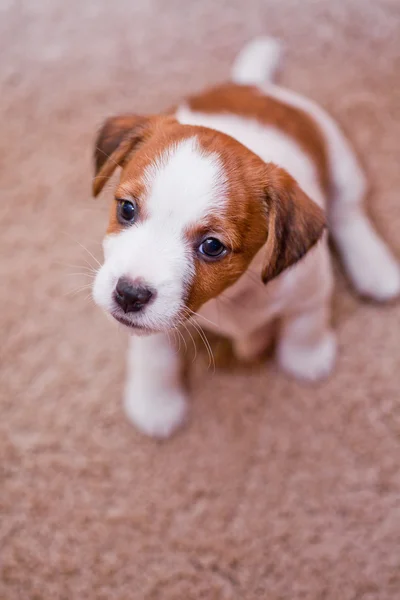 Cachorro jack russell terrier — Foto de Stock