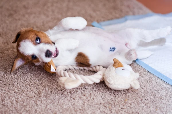 Cachorro jack russell terrier — Fotografia de Stock