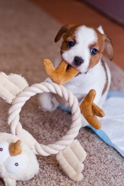 Szczeniak jack russell terrier — Zdjęcie stockowe